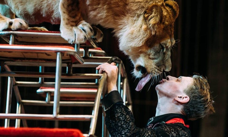 Вытолкнул раненого из-под фуры, а сам потерял ноги. Виталий Смолянец дрессирует тигров и львов