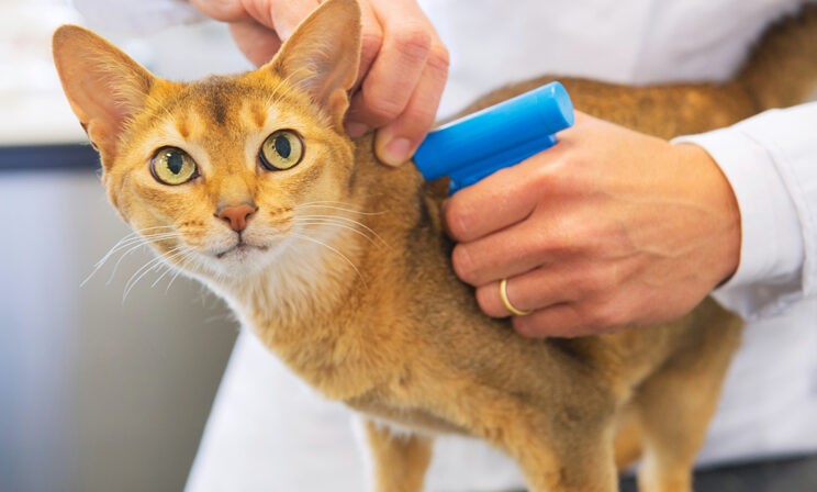 «Кошек и собак могут выбросить на улицу». Каким должен быть закон об их регистрации