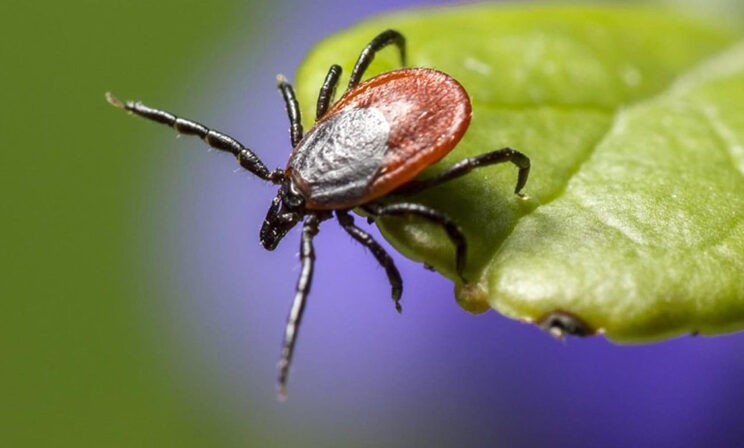 прививка от клещевого энцефалита