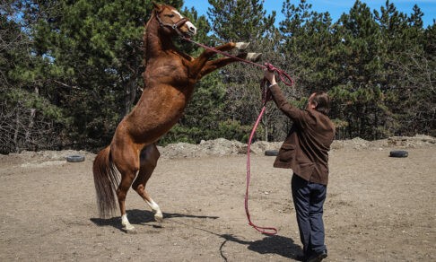 Как лошади помогают детям