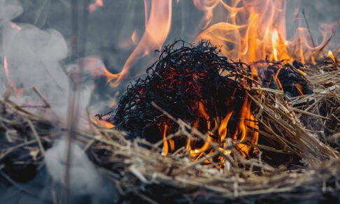 С конца апреля из-за природных пожаров погибли 16 человек. Как избежать огненной опасности