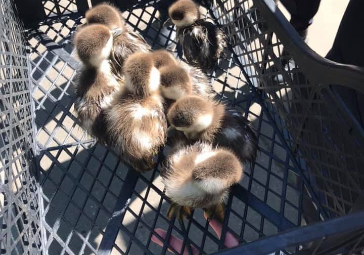 Утята провалились в водосток, а мама-утка улетела. Как их спасали