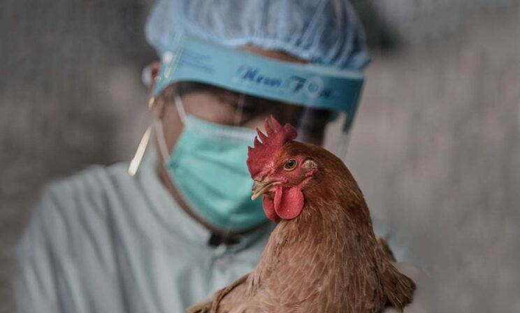 «Вирус рос в кишечнике цыпленка». Как в Гонконге остановили эпидемию птичьего гриппа