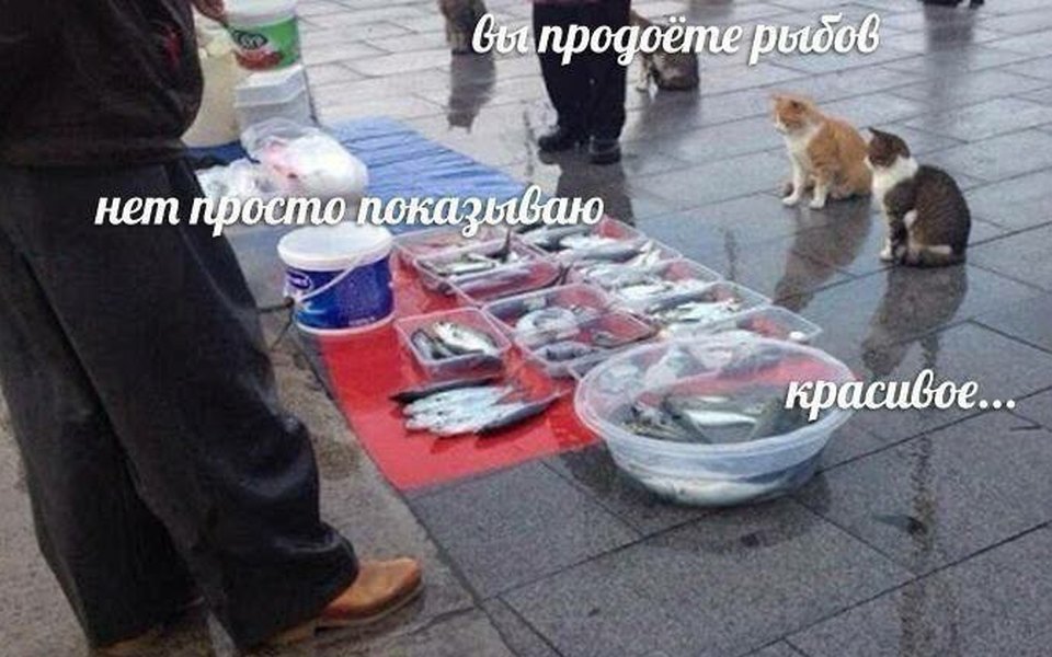 Наташа Мы Все Уронили Коты Фото