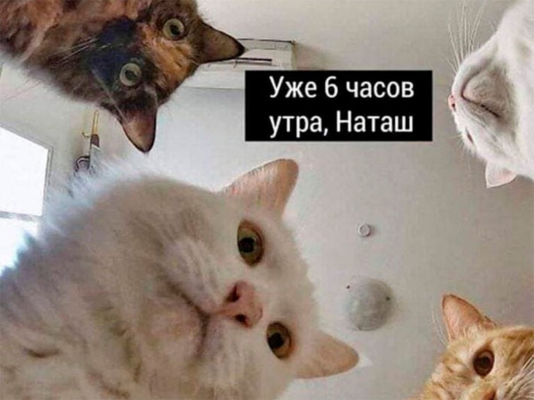 Кот в машине мем