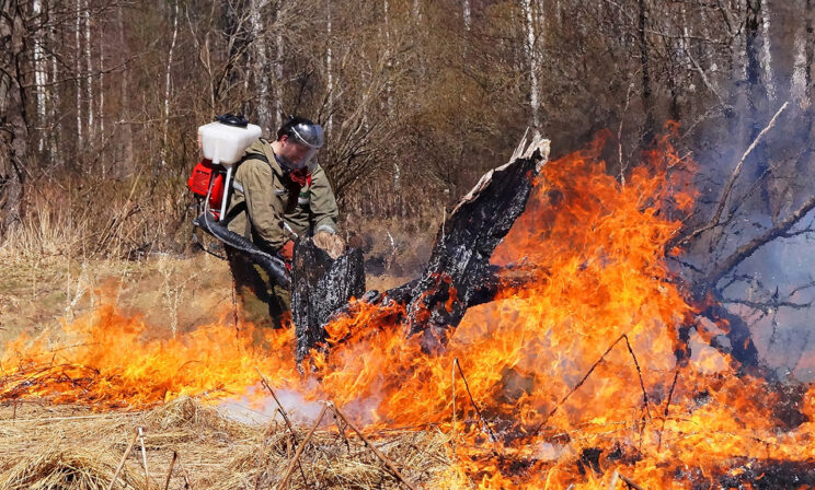 Лес горит прямо сейчас. Что происходит с пожарами в регионах