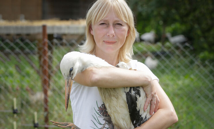 Самка аиста приставала ко всем мужчинам: «Будешь моей парой? Пора строить гнездо!»