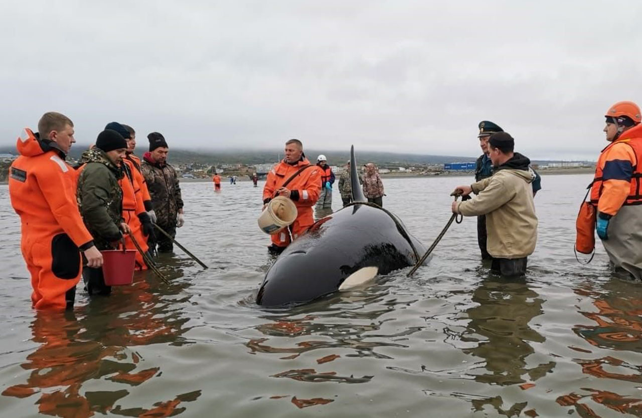 Касаток спасли или нет. Спасение касатки. Спасение касаток в японии. Касатка магадан. Касатки на сахалине.