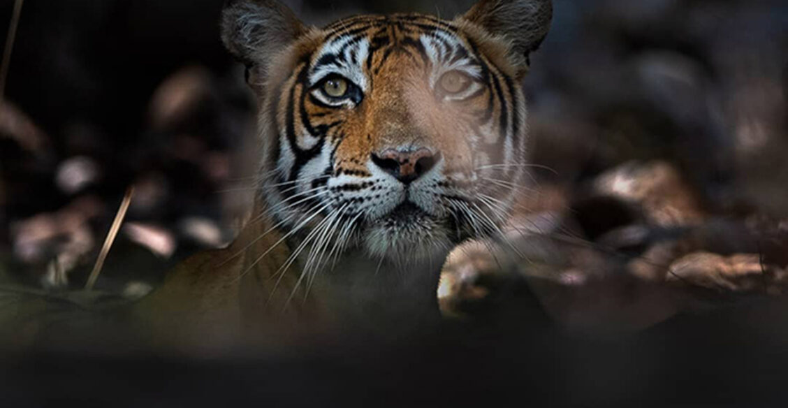 Царственные, но уязвимые. Индийские тигры в естественной среде обитания