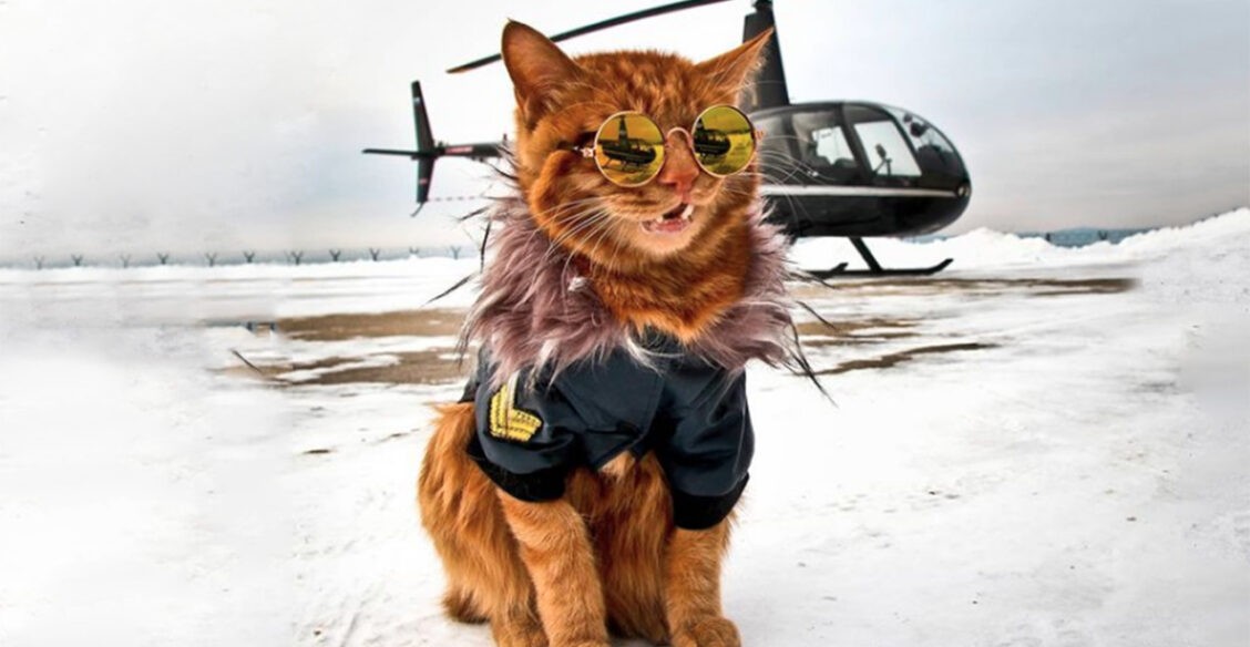 Как кот в ушанке стал звездой соцсетей. 10 фото Симбы-путешественника