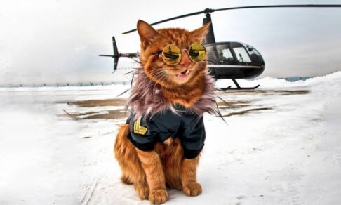 Как кот в ушанке стал звездой соцсетей. 10 фото Симбы-путешественника