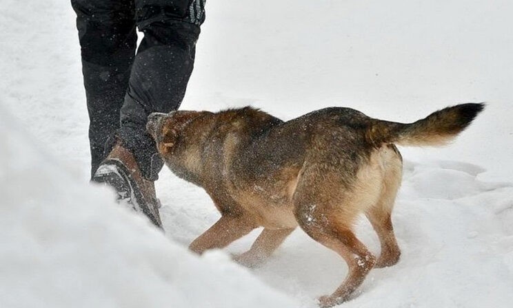 Стая собак — что делать, чтобы не напали?