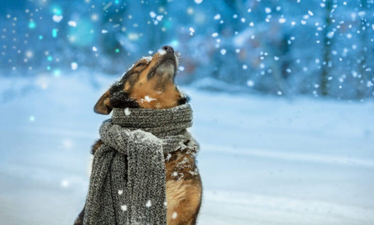 «Что за собака на церковный двор рвется?»