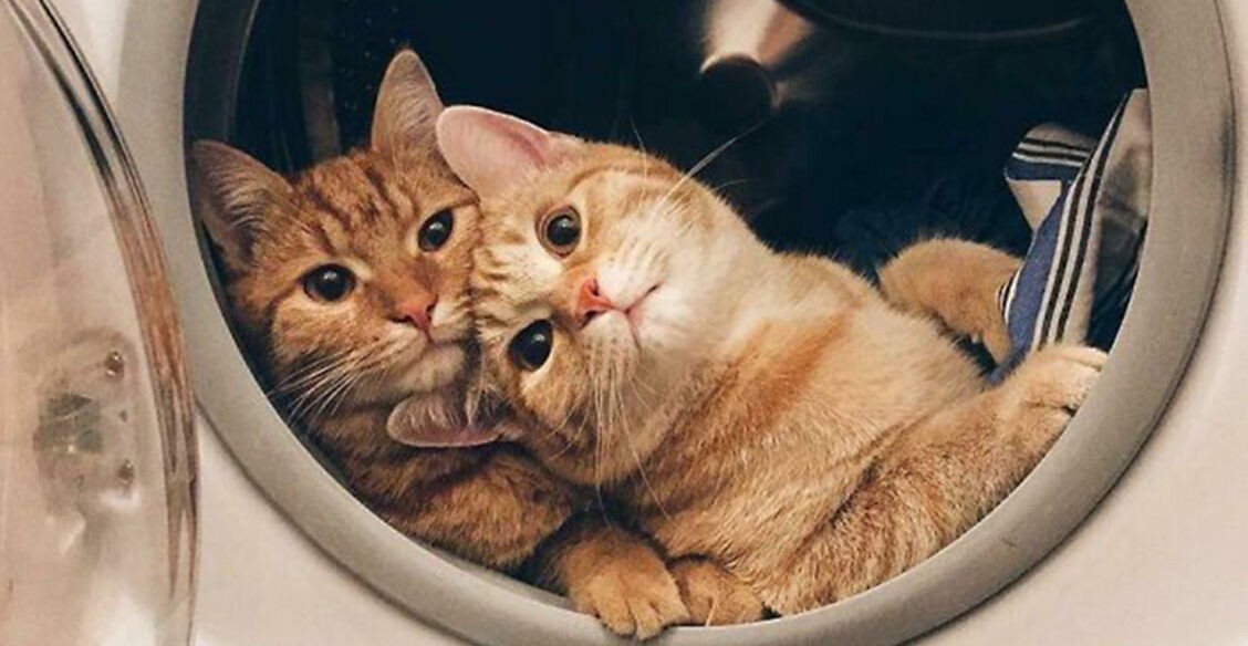 Два кота лучше. 11 фото, которые поднимут настроение
