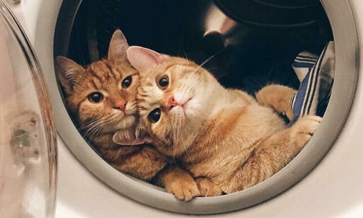 Два кота лучше. 11 фото, которые поднимут настроение