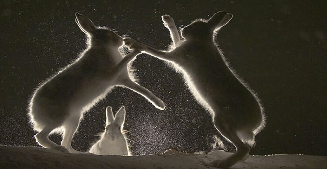 Битва двух зайцев и волшебные споры. Фото животных — в лучшем свете