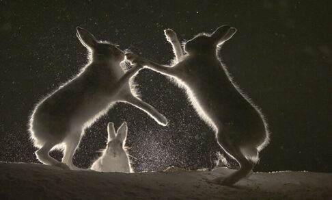 Битва двух зайцев и волшебные споры. Фото животных — в лучшем свете