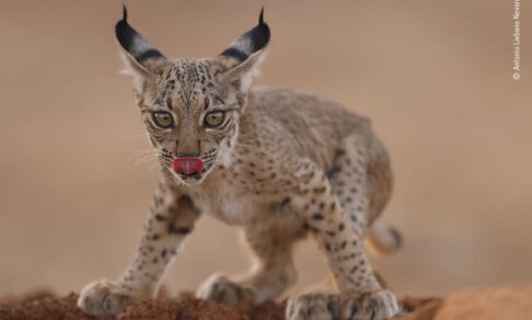 Нежные львы, дыхание песца и объятия дельфина. 10 невероятных фото дикой природы