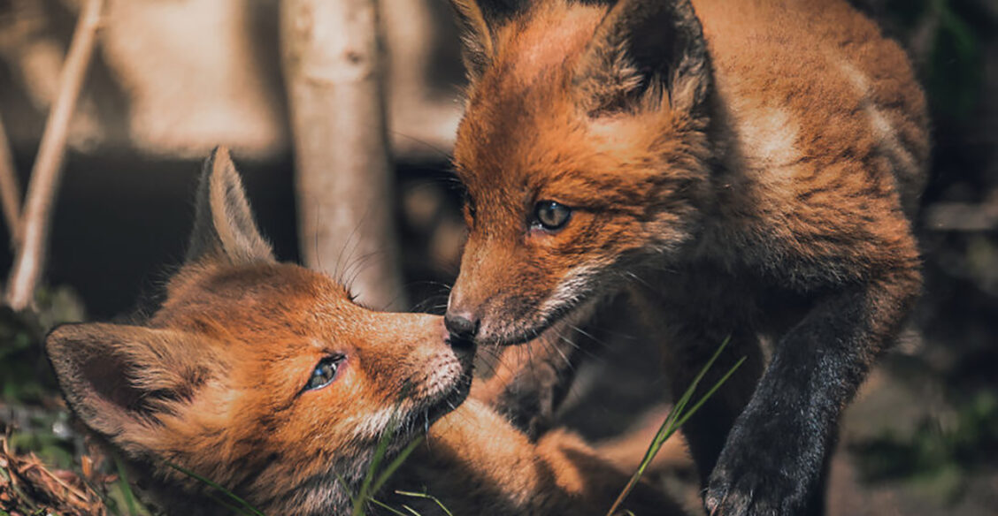 «Фыр-фыр-фыр!» 8 фото лис — грациозных и озорных