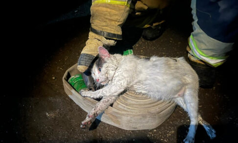 Кот Пузик спас хозяина от пожара — а сам надышался дымом