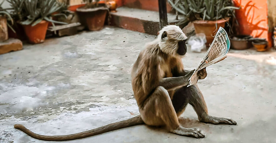 «Посмотрю-ка раздел о бизнесе». 10 фото животных, которые поднимут настроение