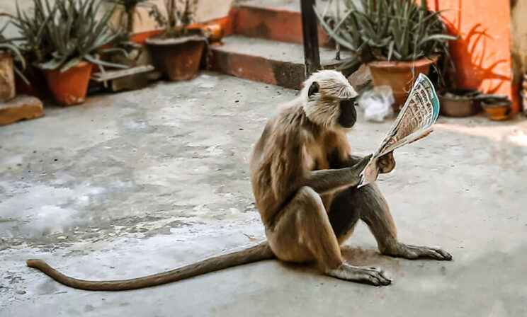 «Посмотрю-ка раздел о бизнесе». 10 фото животных, которые поднимут настроение