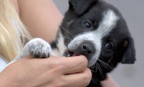 «Заглянула в бак — а там пакет шевелится». Девочка спасла щенка, которого нашла в мусоре