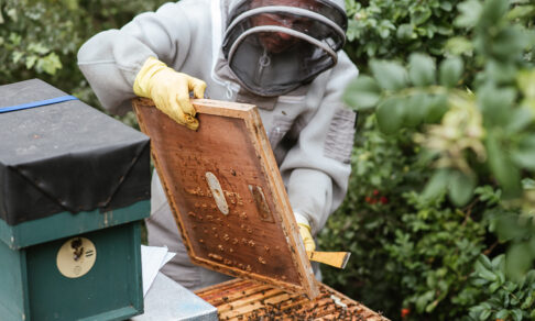 Без хлопка, яблок и лекарств. Пчелы массово гибнут — чем это грозит?