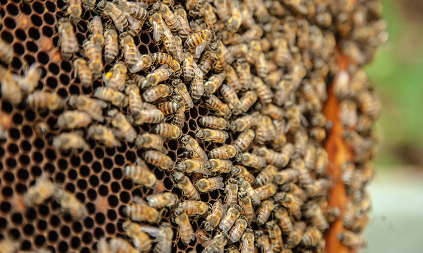 Пчелы гибнут. Исчезновение пчел. Мероприятия посвященные вымиранию пчёл. Влияние вымирания пчел на человечество. Что будет если вымрут пчелы цепочка.