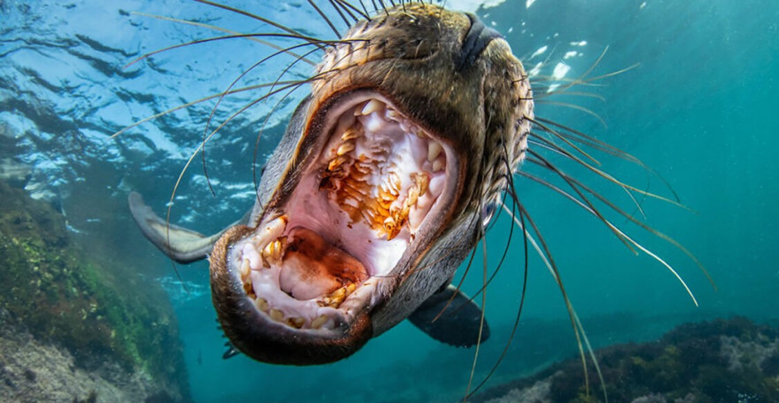 Сильные, но уязвимые. 13 фото диких животных