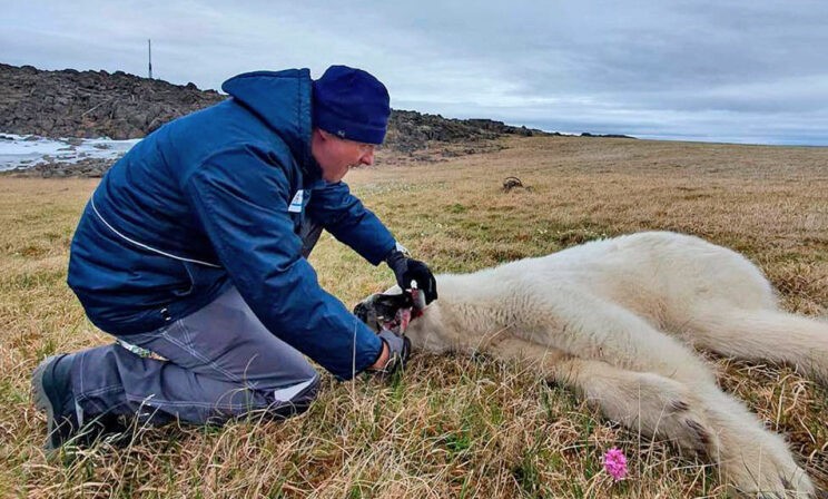 Как ветеринары белого медведя спасли