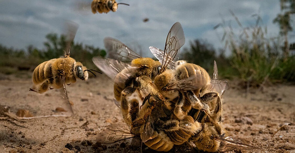 Комок из пчел и лесной эльф. 13 фото диких животных