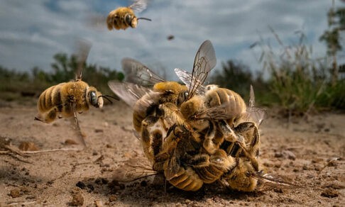 Комок из пчел и лесной эльф. 13 фото диких животных