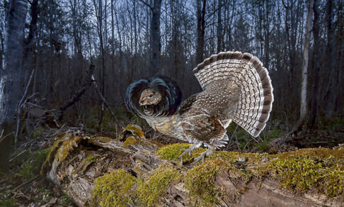 «Барабан» тетерева и лохматая рыба. 12 фото дикой природы