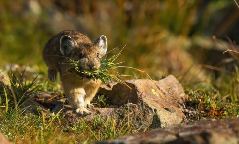 Реальная жизнь Пикачу: 12 фото американских пищух