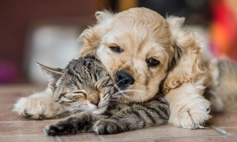 Пёс за рулем и кошка-гроссмейстер. Милые фото домашних любимцев