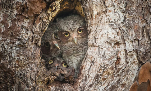 «Кто разбудил моих детей?» 10 забавных фото диких животных