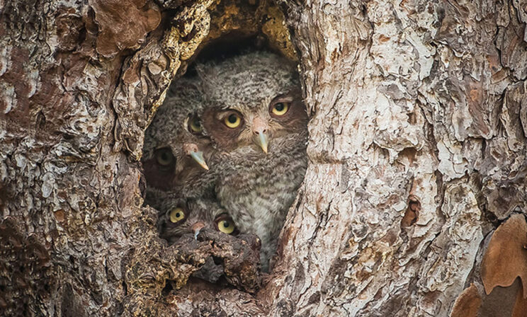 «Кто разбудил моих детей?» 10 забавных фото диких животных