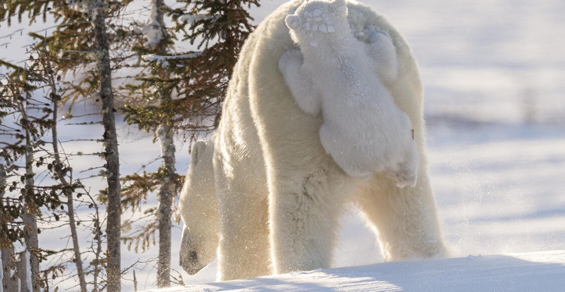 «Мам, ты куда?» И еще 10 забавных фото диких животных