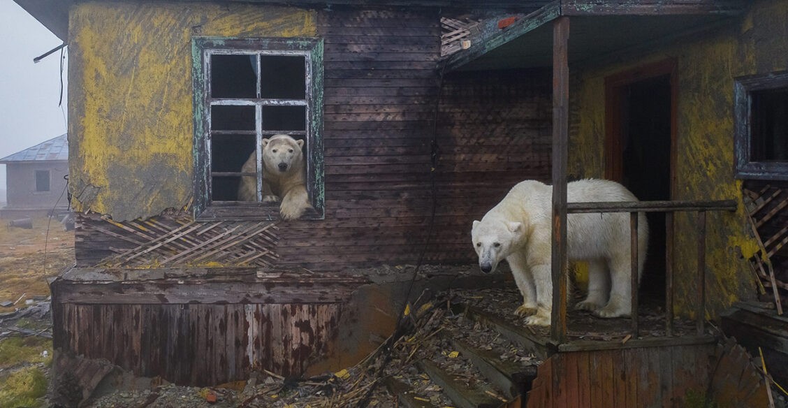 Белые медведи захватили метеостанцию. 10 необычных фото животных со всего света