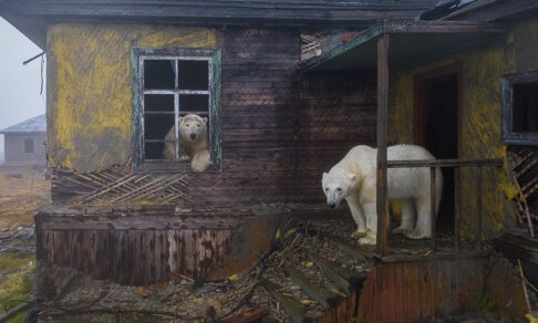 Белые медведи захватили метеостанцию. 10 необычных фото животных со всего света