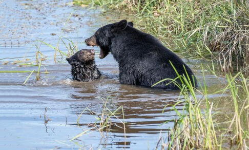 Мама наступила на Лего. 10 забавных фото диких животных