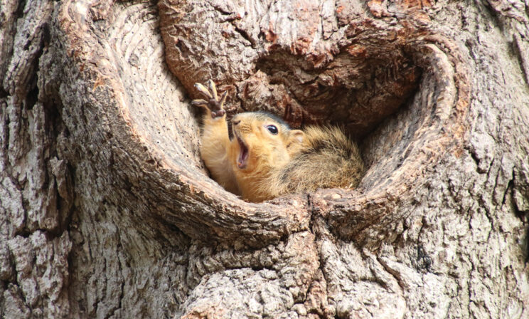 «Стой, да ты же дневник забыл!» 10 забавных фото диких животных