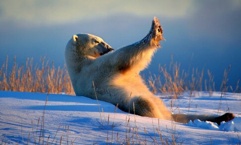 «Можно я посплю еще полчасика?» 10 забавных фото диких животных