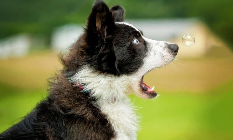 «Так я смотрю, как пролетает сентябрь». 10 трогательных фото животных