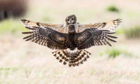 «Куда полетим?» 10 фото невероятных диких птиц