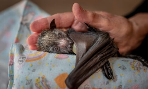 «Спокойной ночи, Бэтмен». 10 невероятных фото диких животных