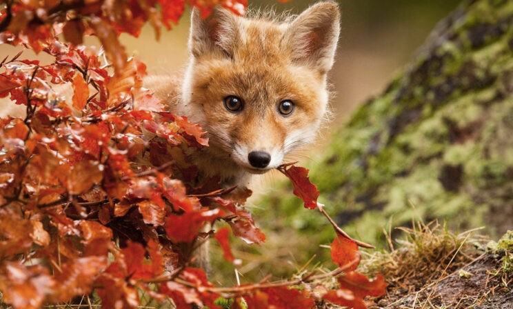 Встретились как-то лис, сова и волк... 10 фотографий из осеннего леса