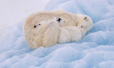Белые медвежата, тюлени и сиреневый кальмар. Фото очаровательных морских животных
