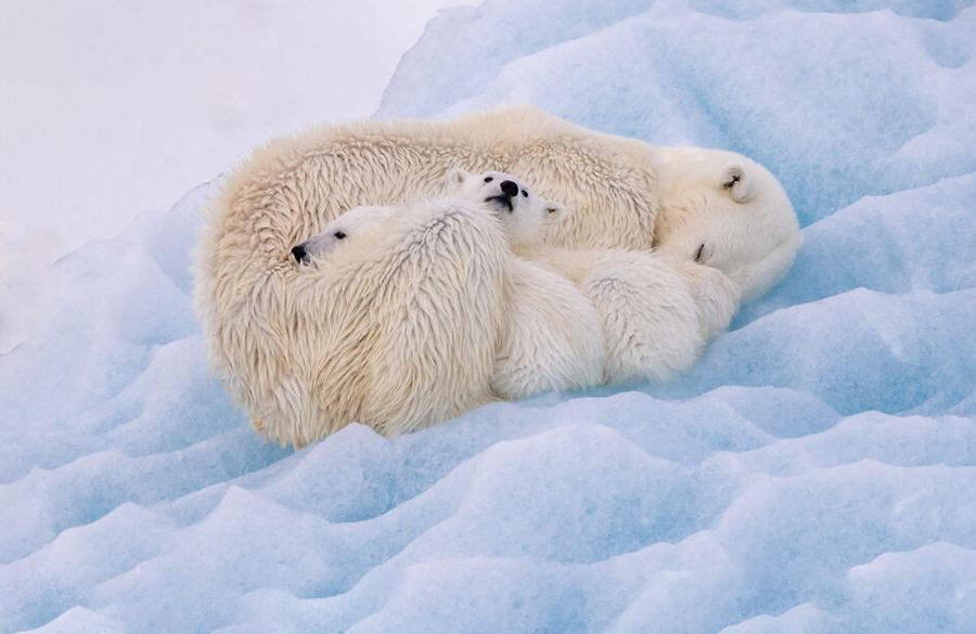 Белые медвежата, тюлени и сиреневый кальмар. Фото очаровательных морских животных